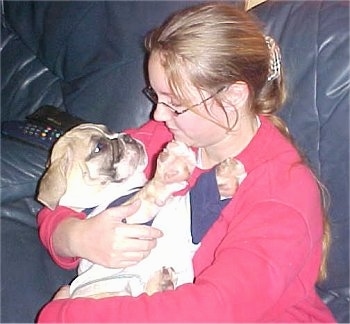 A person in a pink jacket is holding a tan with white and black Victorian Bulldog puppy in her arms. The lady is looking down at the puppy who has a big head and very large paws.
